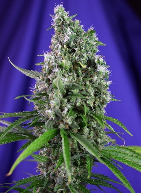 Sweet Trainwreck Auto-3 Samen - Seeds24