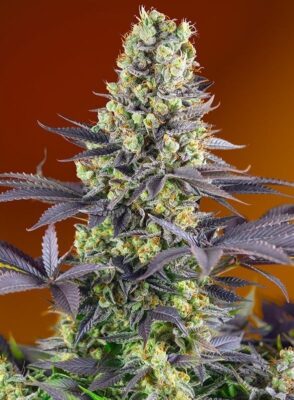 Sweet Zenzation Feminisiert-3 Samen - Seeds24