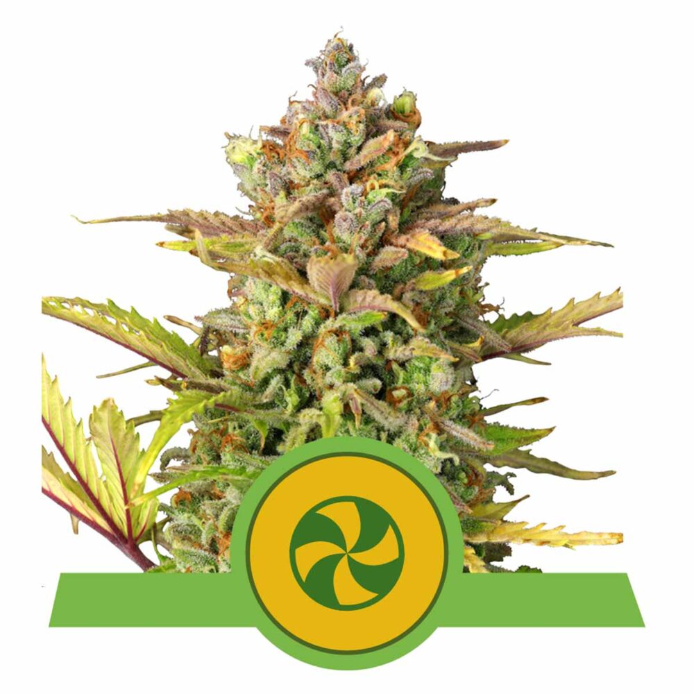 Sweet ZZ Automatic-3 Samen - Seeds24
