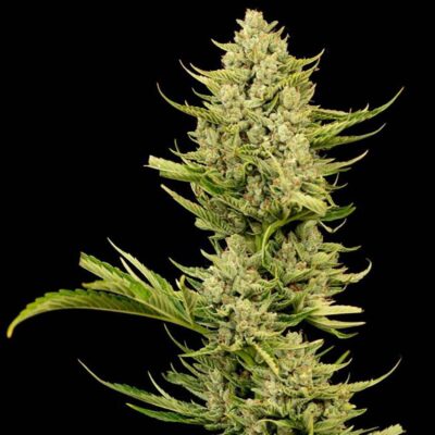 Tangerine Snow F1 Fast Feminisiert-3 Samen - Seeds24