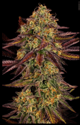 Tangerine Sorbet Feminisiert-3 Samen - Seeds24