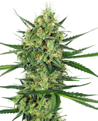 Tangerine Sugar Feminisiert-3 Samen - Seeds24
