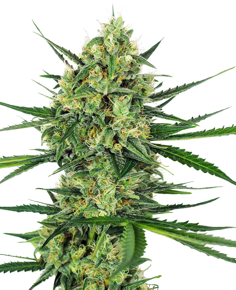 Tangerine Sugar Feminisiert-3 Samen - Seeds24