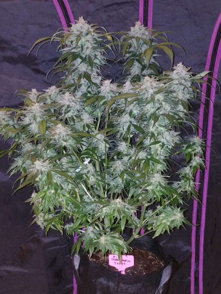 Tangie Auto-3 Samen - Seeds24