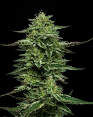 The Bling Feminisiert-3 Samen - Seeds24