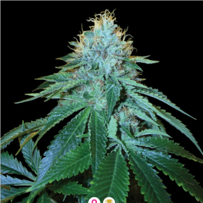 The OG 18 Feminisiert-3 Samen - Seeds24