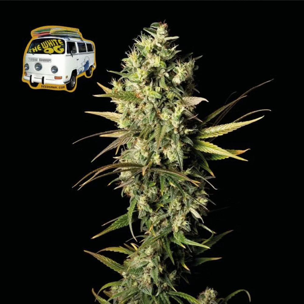The White OG Feminisiert-3 Samen - Seeds24