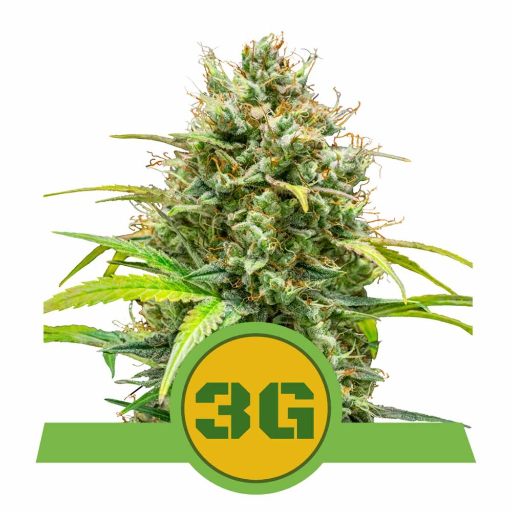 Triple G Automatic-3 Samen - Seeds24