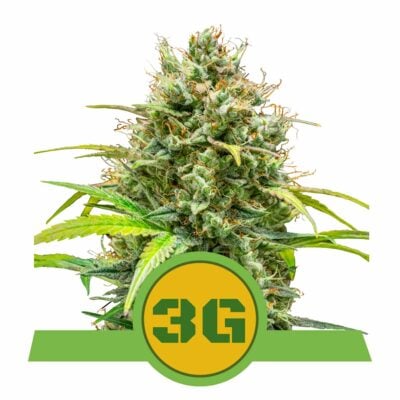 Triple G Automatic-3 Samen - Seeds24