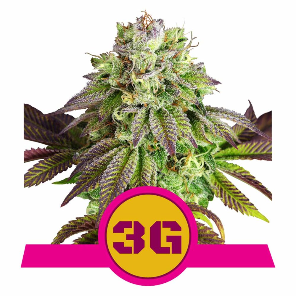 Triple G Feminisiert-3 Samen - Seeds24
