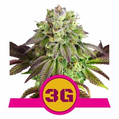 Triple G Feminisiert-3 Samen - Seeds24