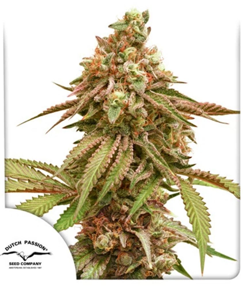 Tropical Tangie Feminisiert-3 Samen - Seeds24
