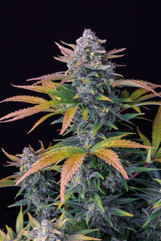 Tropicana Cookies Auto-3 Samen - Seeds24