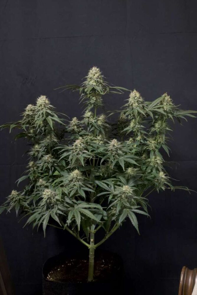Tropicana Cookies Fast Feminisiert-3 Samen - Seeds24