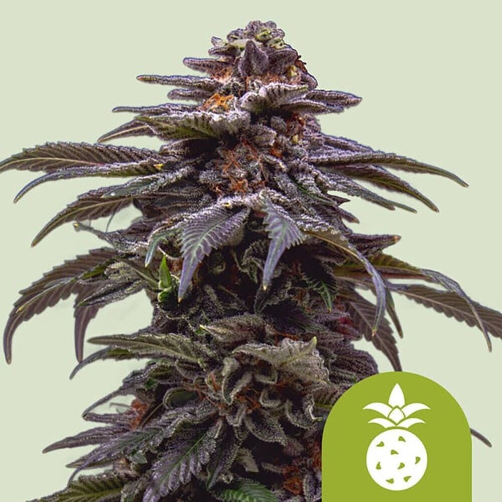 Tropicana Cookies Purple Auto-3 Samen - Seeds24
