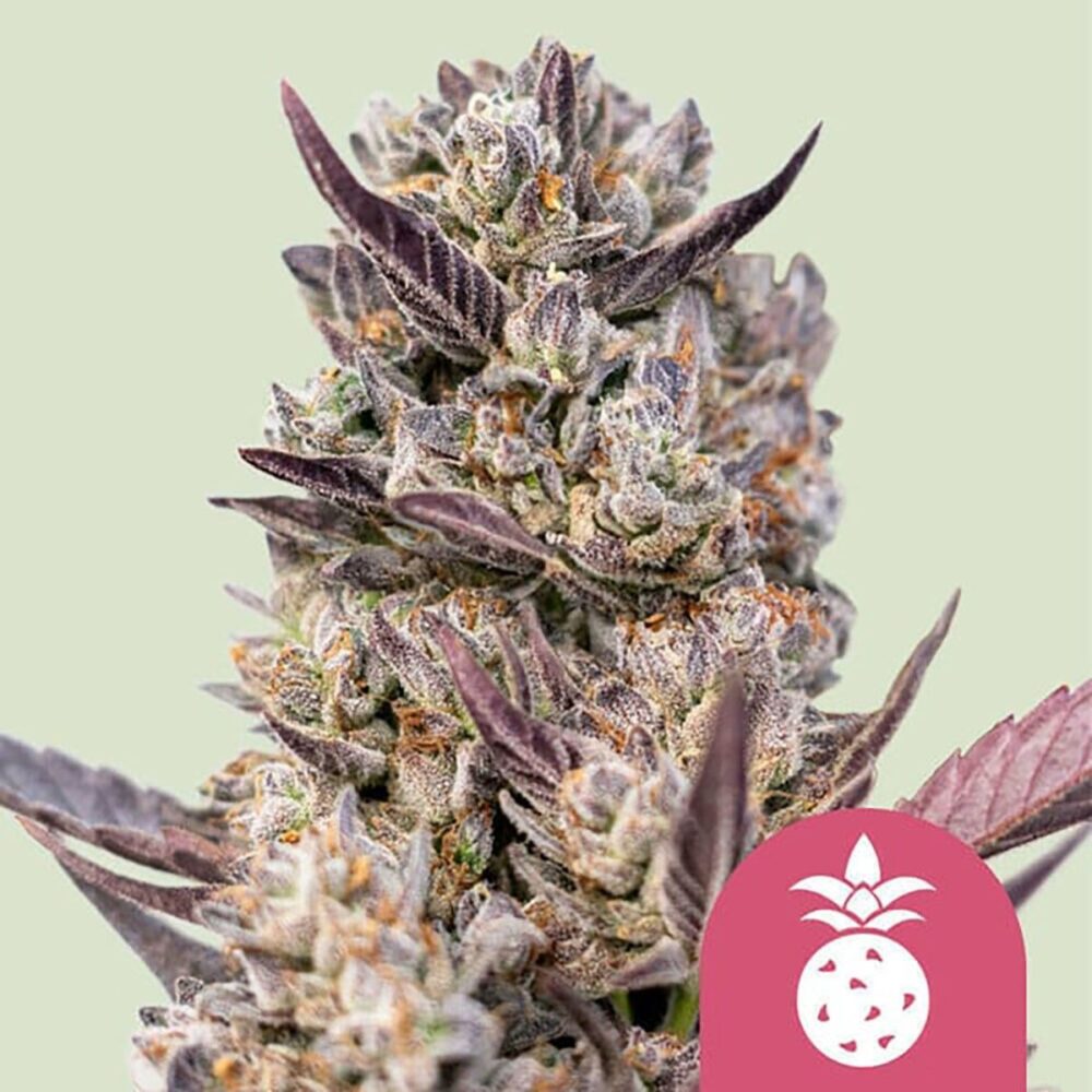 Tropicana Cookies Purple Feminisiert-3 Samen - Seeds24