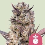 Tropicana Cookies Purple Feminisiert-3 Samen