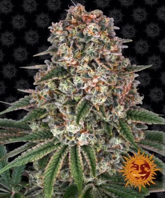 Tropicanna Banana  Feminisiert-3 Samen - Seeds24