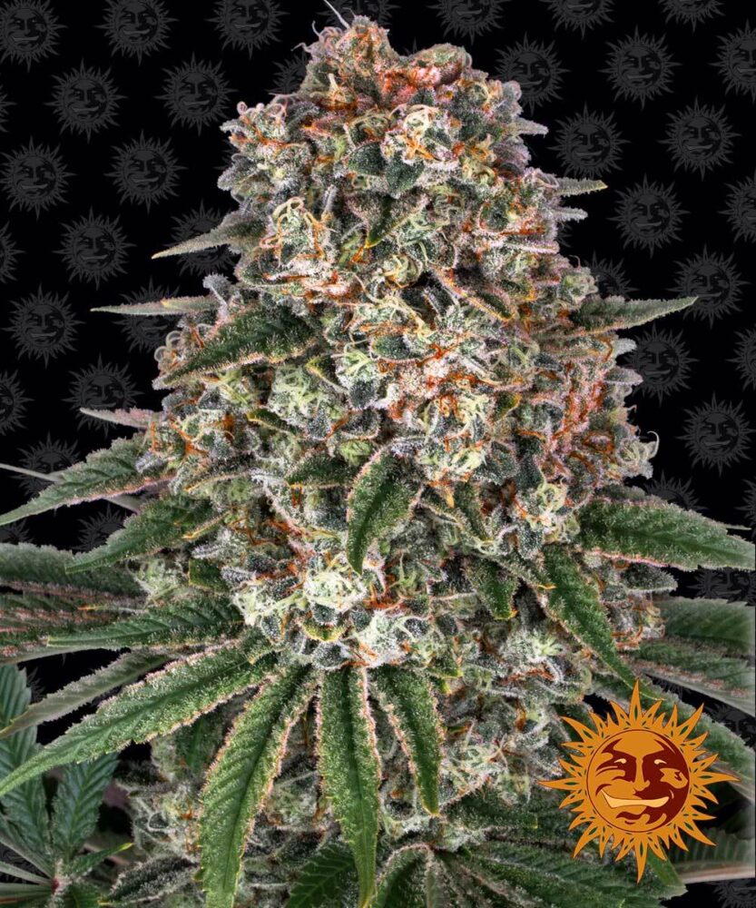 Tropicanna Banana  Feminisiert-3 Samen - Seeds24