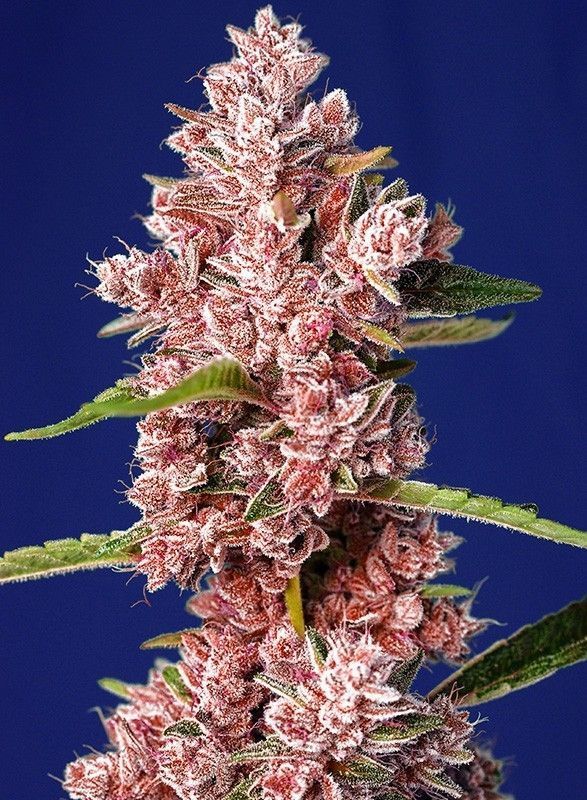 Tropicanna Poison F1 Fast Version Feminisiert-3 Samen - Seeds24