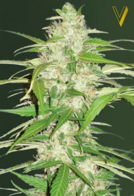 Ultra Power Plant Automatic-3 Samen - Seeds24