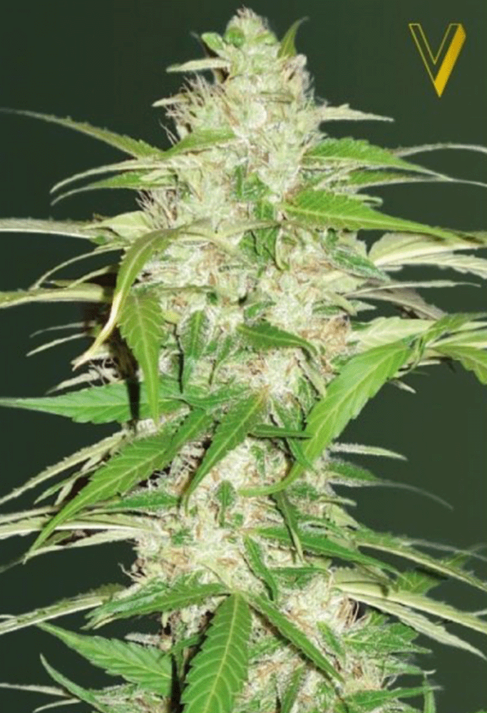 Ultra Power Plant Automatic-3 Samen - Seeds24
