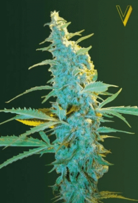 Ultra Power Plant Feminisiert-3 Samen - Seeds24