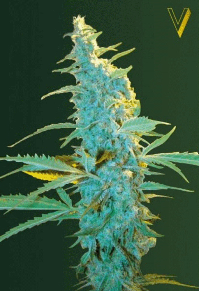 Ultra Power Plant Feminisiert-3 Samen - Seeds24