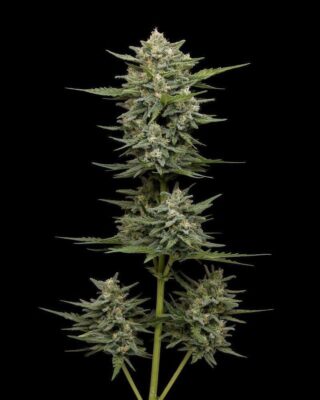 Vanilla Latte Auto-3 Samen - Seeds24