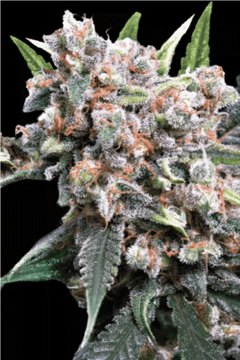 Wappa Auto-3 Samen - Seeds24