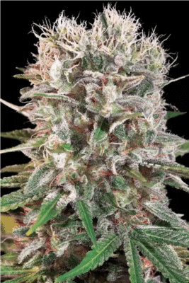 Wappa Feminisiert-3 Samen - Seeds24