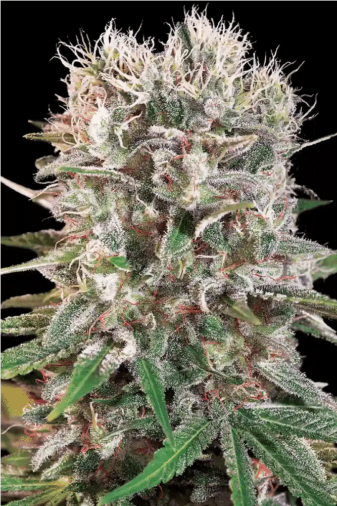 Wappa Feminisiert-3 Samen - Seeds24