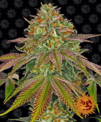 Wedding Cake Feminisiert-3 Samen - Seeds24