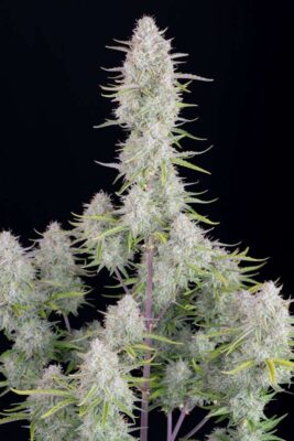 Wedding Cheesecake Auto-3 Samen - Seeds24