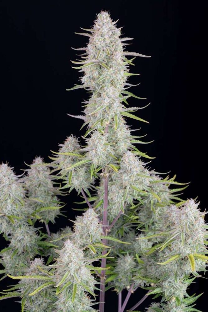 Wedding Cheesecake Auto-3 Samen - Seeds24