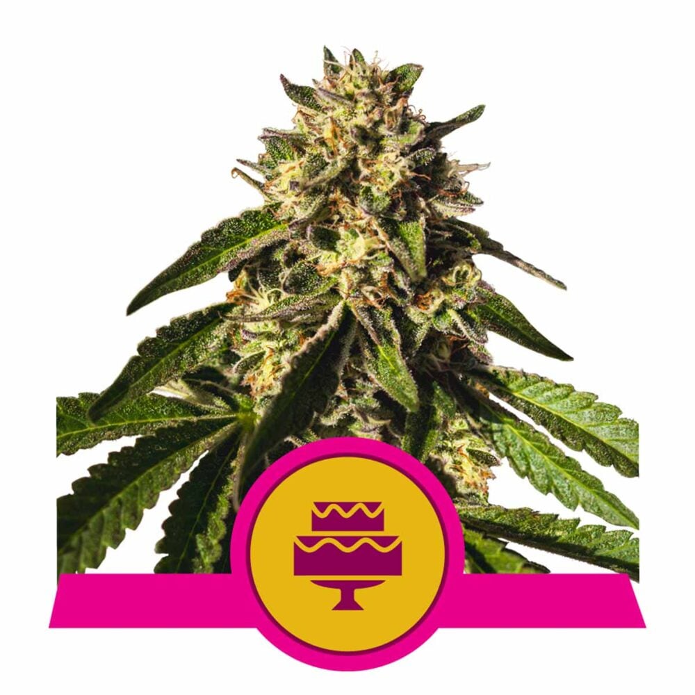 Wedding Gelato Feminisiert-3 Samen - Seeds24