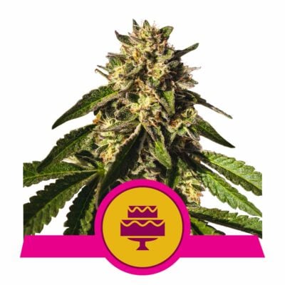 Wedding Gelato Feminisiert-3 Samen - Seeds24
