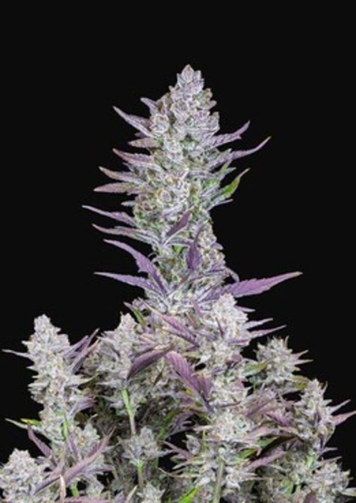 Wedding Glue Auto-3 Samen - Seeds24