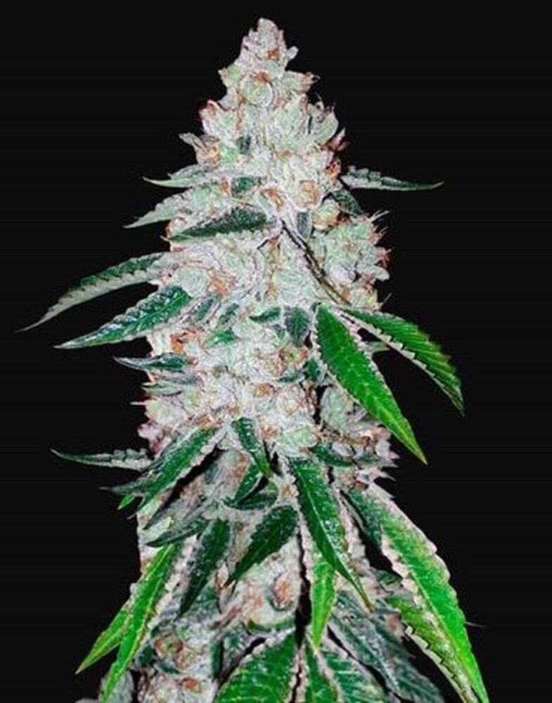 West Coast O.G. Auto-3 Samen - Seeds24