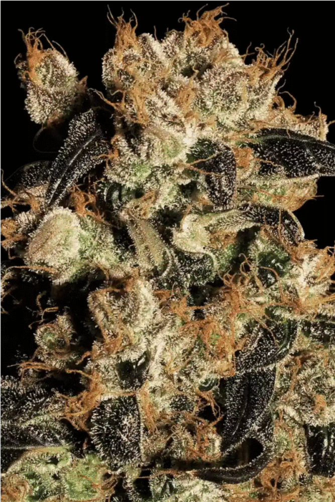 White Berry Feminisiert-3 Samen - Seeds24