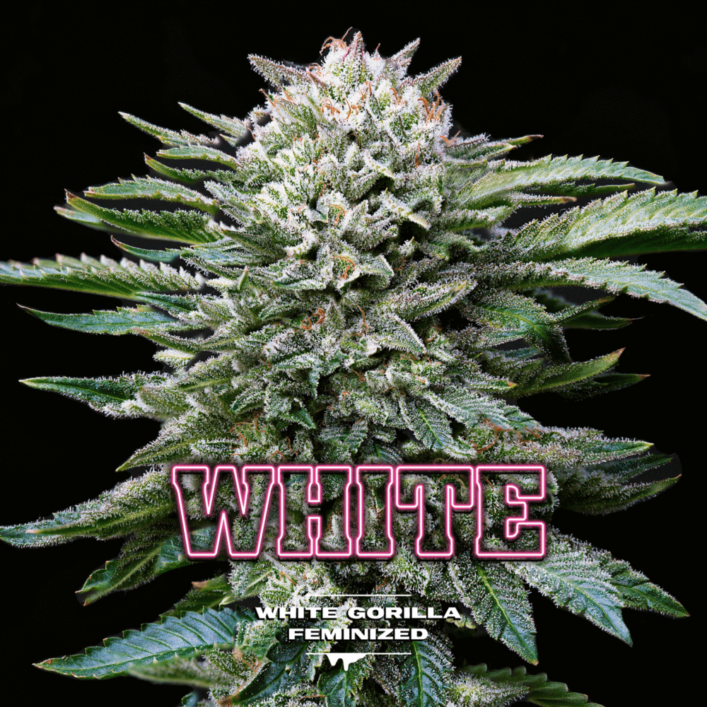 White Gorilla Feminisiert-4 Samen - Seeds24