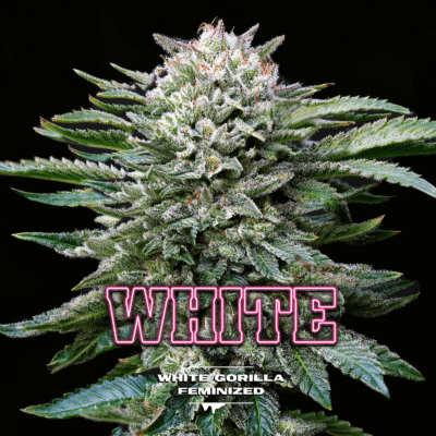 White Gorilla Feminisiert-4 Samen - Seeds24