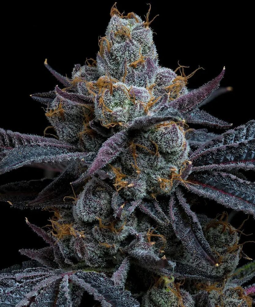 White Runtz Feminisiert-3 Samen - Seeds24