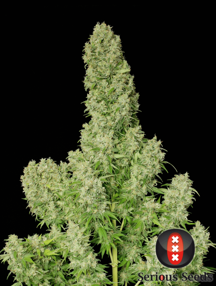 White Russian Feminisiert-3 Samen - Seeds24