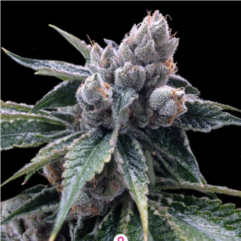 White Walker Kush Feminisiert-3 Samen - Seeds24