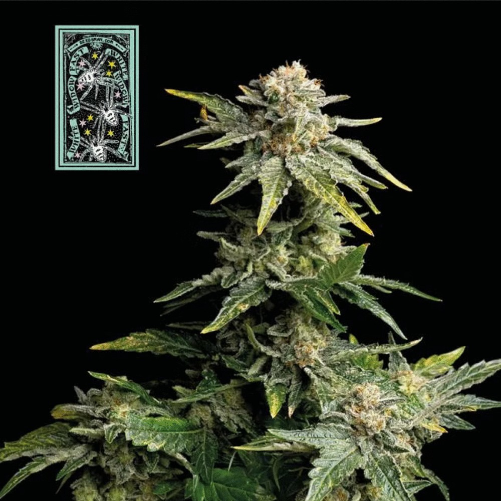 White Widow FAST Feminisiert-50 Samen - Seeds24