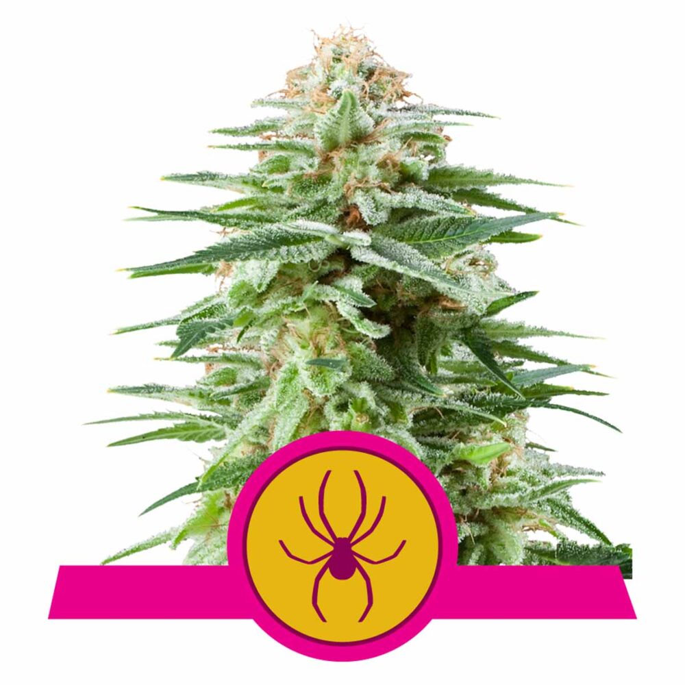 White Widow Feminisiert-3 Samen - Seeds24