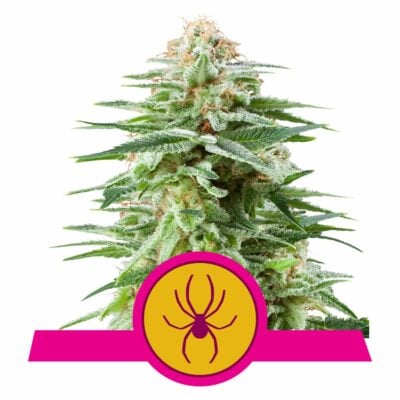 White Widow Feminisiert-3 Samen - Seeds24