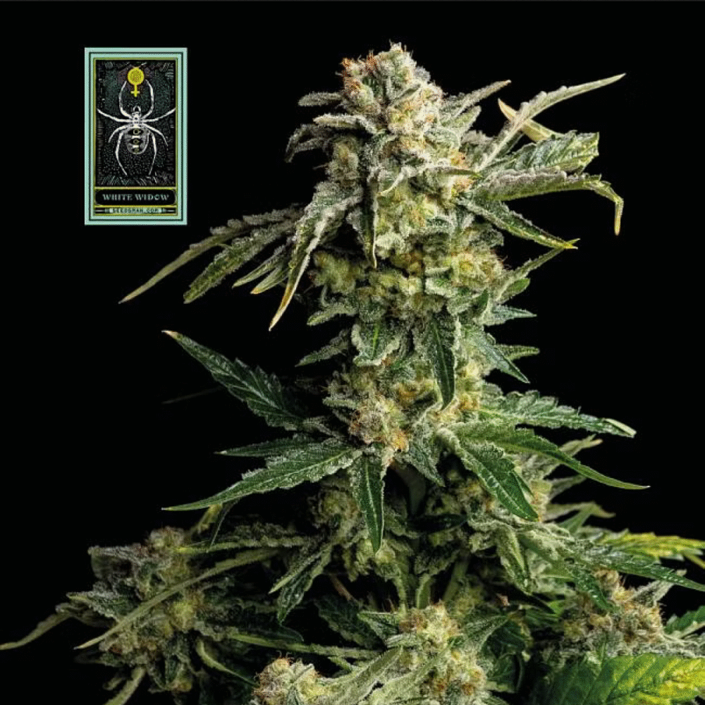 White Widow Feminisiert-50 Samen - Seeds24
