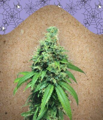 White Widow x Big Bud Feminisiert-4 Samen - Seeds24